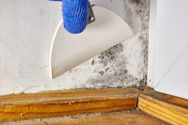 Best Water Damage & Mold Remediation  in Wolcott, IN